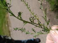 Lepidium oblongum image